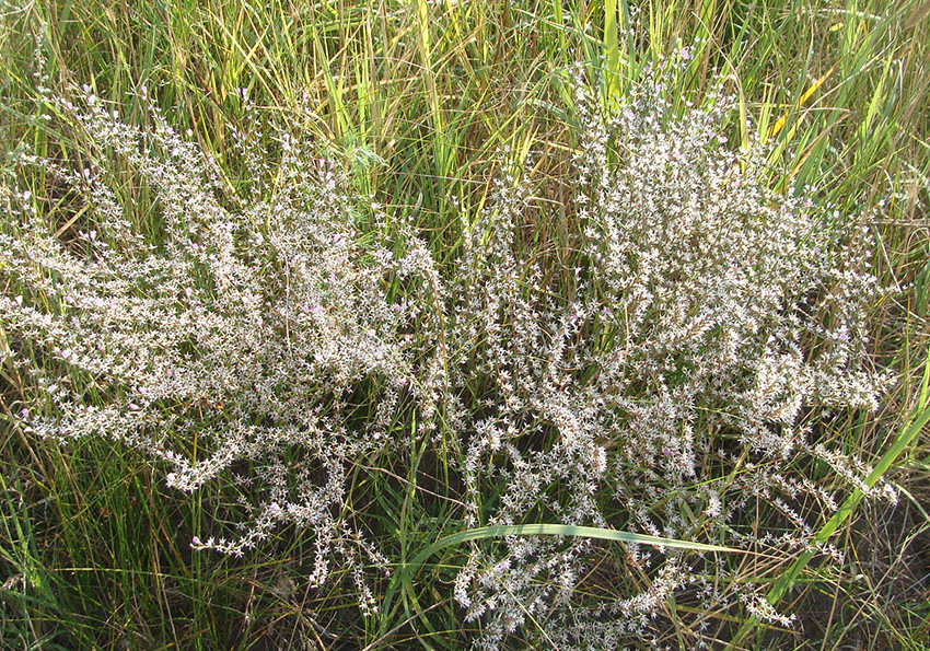  злаколистий (Goniolimon graminifolium)
